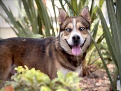 Shelter Stray Male Dog last seen , 957 N Gaffey St, San Pedro, CA 90731, USA