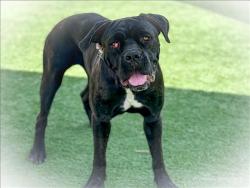 Shelter Stray Female Dog last seen , 957 N Gaffey St, San Pedro, CA 90731, USA
