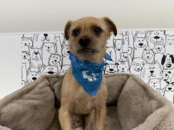 Shelter Stray Male Dog last seen , 957 N Gaffey St, San Pedro, CA 90731, USA