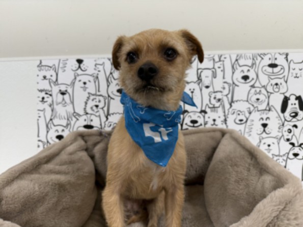 Shelter Stray Male Dog last seen , 957 N Gaffey St, San Pedro, CA 90731, USA