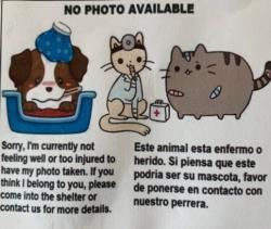 Shelter Stray Male Dog last seen , 957 N Gaffey St, San Pedro, CA 90731, USA