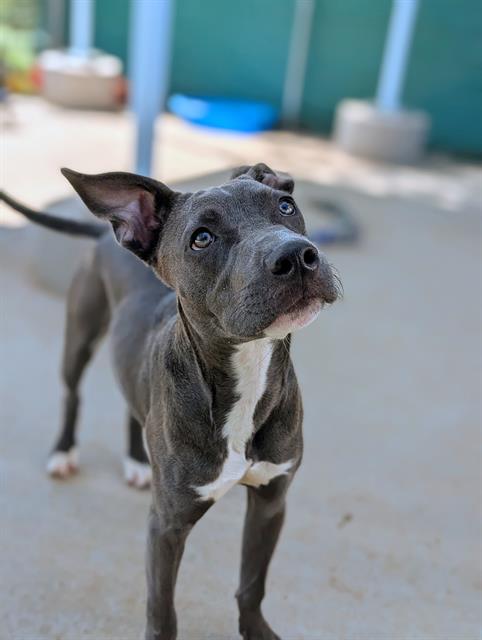 Shelter Stray Male Dog last seen CHARLOTTE, 8315 Byrum Dr, Charlotte, NC 28217, USA