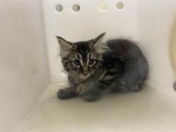 Shelter Stray Unknown Cat last seen Near BLOCK S 109TH ST, 3839 W Burnham St, West Milwaukee, WI 53215, USA