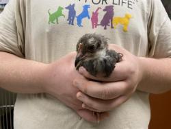 Shelter Stray Unknown Bird last seen Near BLOCK W WALKER ST, 3839 W Burnham St, West Milwaukee, WI 53215, USA