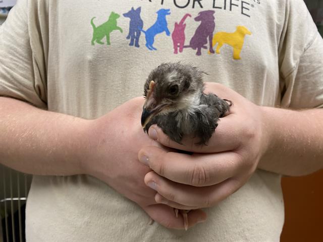 Shelter Stray Unknown Bird last seen Near BLOCK W WALKER ST, 3839 W Burnham St, West Milwaukee, WI 53215, USA