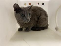 Shelter Stray Female Cat last seen Near BLOCK N 14TH ST, 3839 W Burnham St, West Milwaukee, WI 53215, USA