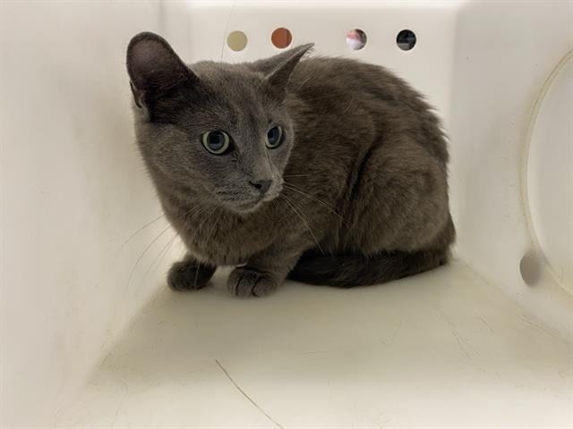 Shelter Stray Female Cat last seen Near BLOCK N 14TH ST, 3839 W Burnham St, West Milwaukee, WI 53215, USA