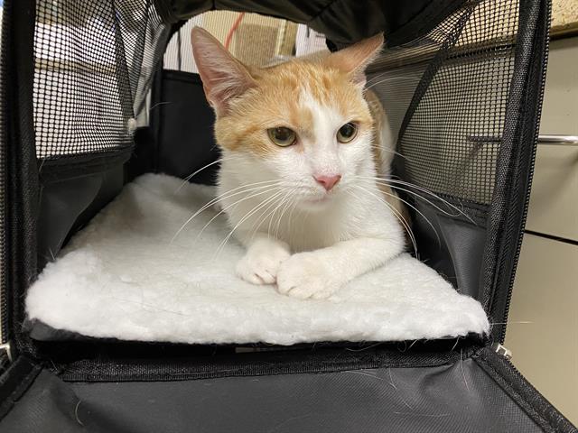Shelter Stray Female Cat last seen Near BLOCK W OKLAHOMA AVE, 3839 W Burnham St, West Milwaukee, WI 53215, USA