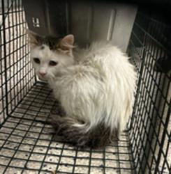 Shelter Stray Unknown Cat last seen COUNTY RD 37 & LILAC, 12155 Park Blvd, Brighton, CO 80601, USA
