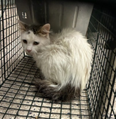 Shelter Stray Unknown Cat last seen COUNTY RD 37 & LILAC, 12155 Park Blvd, Brighton, CO 80601, USA