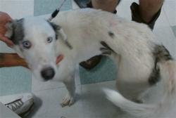 Shelter Stray Female Dog last seen SE44TH & SHIELDS BLVD, 2811 SE 29th St, Oklahoma City, OK 73129, USA