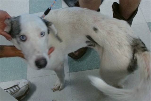 Shelter Stray Female Dog last seen SE44TH & SHIELDS BLVD, 2811 SE 29th St, Oklahoma City, OK 73129, USA