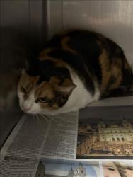 Shelter Stray Female Cat last seen , West Valley Animal Shelter, 20655 Plummer St, Chatsworth, CA 91311, USA