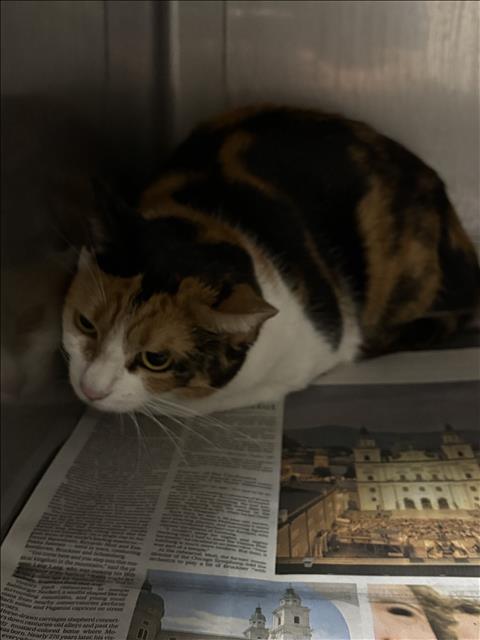 Shelter Stray Female Cat last seen , West Valley Animal Shelter, 20655 Plummer St, Chatsworth, CA 91311, USA