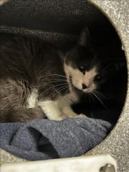 Shelter Stray Female Cat last seen , West Valley Animal Shelter, 20655 Plummer St, Chatsworth, CA 91311, USA