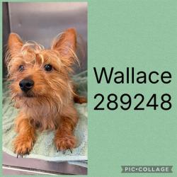 Shelter Stray Male Dog last seen BLOOMFIELD RD, 4214 Fulton Mill Rd, Macon, GA 31216, USA