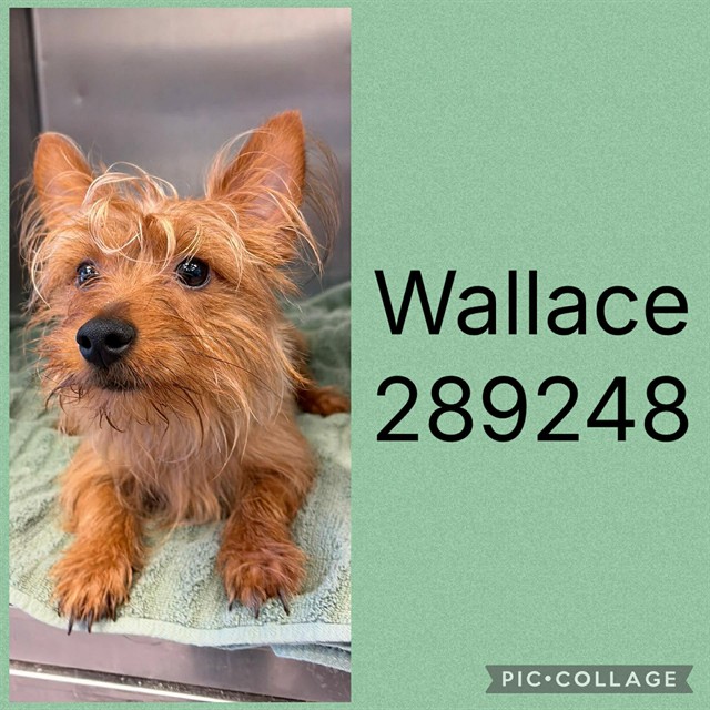 Shelter Stray Male Dog last seen BLOOMFIELD RD, 4214 Fulton Mill Rd, Macon, GA 31216, USA