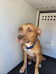 Shelter Stray Male Dog last seen Near BLK SAN LUCAS DR, BAKERFIELD CA, 201 S Mt Vernon Ave, Bakersfield, CA 93307, USA