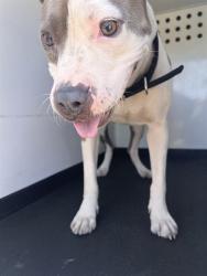 Shelter Stray Female Dog last seen Near BLK FREMONT ST, BAKERFIELD, 201 S Mt Vernon Ave, Bakersfield, CA 93307, USA