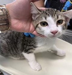 Shelter Stray Female Cat last seen ALAMANCE COUNTY, 221 Stone Quarry Rd, Burlington, NC 27217, USA