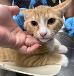 Shelter Stray Male Cat last seen ALAMANCE COUNTY, 221 Stone Quarry Rd, Burlington, NC 27217, USA