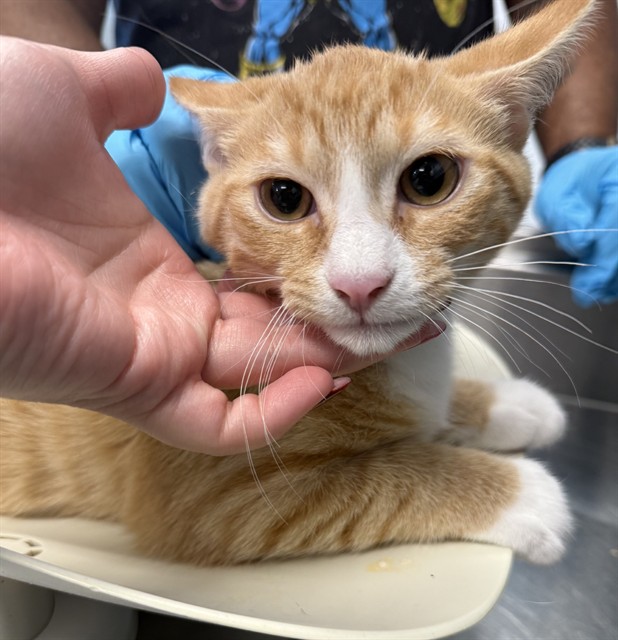 Shelter Stray Male Cat last seen ALAMANCE COUNTY, 221 Stone Quarry Rd, Burlington, NC 27217, USA