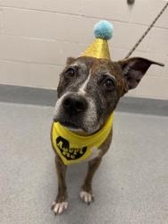 Shelter Stray Female Dog last seen Near, 2600 S Harding St, Indianapolis, IN 46221, USA