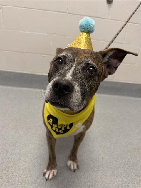 Shelter Stray Female Dog last seen Near, 2600 S Harding St, Indianapolis, IN 46221, USA