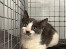 Shelter Stray Unknown Cat last seen , 232 Eslinger Way, Sanford, FL 32773, USA