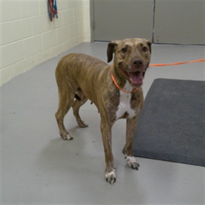 Shelter Stray Female Dog last seen MATTIE ST, 232 Eslinger Way, Sanford, FL 32773, USA