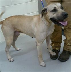 Shelter Stray Male Dog last seen MATTIE ST, 232 Eslinger Way, Sanford, FL 32773, USA