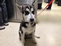 Shelter Stray Female Dog last seen ORANGE ST/ NASH ST, RIVERSIDE CA, 6851 Van Buren Boulevard, Jurupa Valley, CA 92509, USA