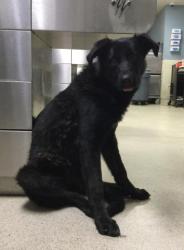 Shelter Stray Male Dog last seen Near BLOCK BUCHANAN ST, RIVERSIDE, CA, 6851 Van Buren Boulevard, Jurupa Valley, CA 92509, USA