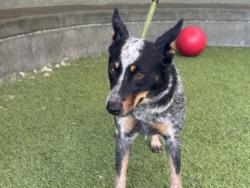 Shelter Stray Female Dog last seen , 14409 Vanowen St, Van Nuys, CA 91405, USA