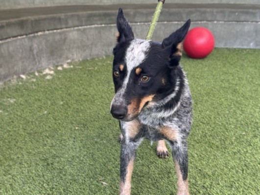 Shelter Stray Female Dog last seen , 14409 Vanowen St, Van Nuys, CA 91405, USA