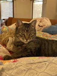 Lost Female Cat last seen 44th and Woodlawn, Chicago, IL 60653