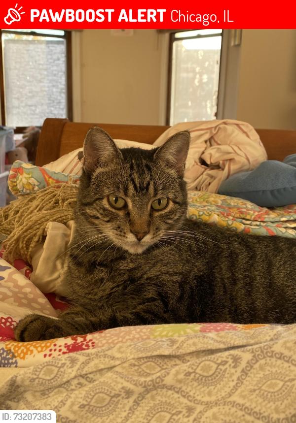 Lost Female Cat last seen 44th and Woodlawn, Chicago, IL 60653