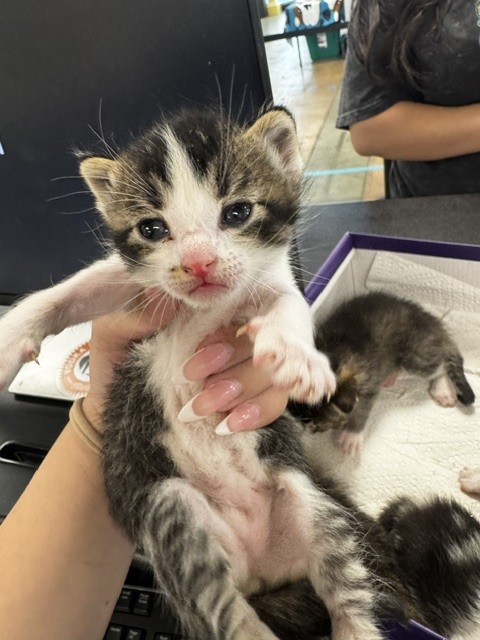 Shelter Stray Female Cat last seen , 14409 Vanowen St, Van Nuys, CA 91405, USA