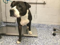 Shelter Stray Male Dog last seen Near BLOCK AVENIDA MONTERO, LA QUINTA, CA, 72050 Pet Land Pl, Thousand Palms, CA 92276, USA