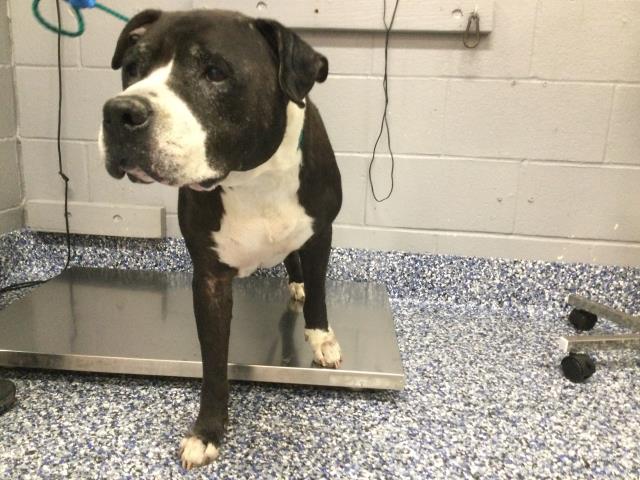 Shelter Stray Male Dog last seen Near BLOCK AVENIDA MONTERO, LA QUINTA, CA, 72050 Pet Land Pl, Thousand Palms, CA 92276, USA