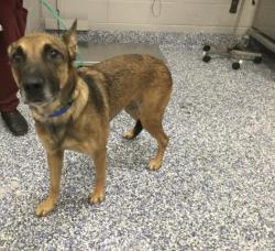 Shelter Stray Male Dog last seen Near BLOCK AVENIDA MONTERO, LA QUINTA, CA, 72050 Pet Land Pl, Thousand Palms, CA 92276, USA