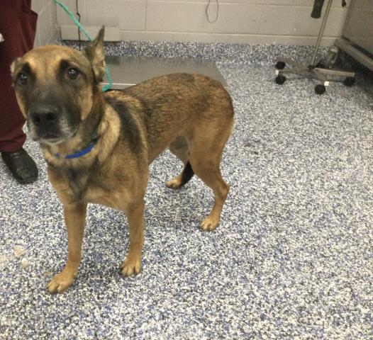 Shelter Stray Male Dog last seen Near BLOCK AVENIDA MONTERO, LA QUINTA, CA, 72050 Pet Land Pl, Thousand Palms, CA 92276, USA