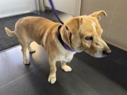 Shelter Stray Male Dog last seen PEARL/ 6TH, 1640 9th St, Santa Monica, CA 90404, USA
