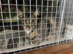 Shelter Stray Female Cat last seen Near BLOCK 20TH STREET SKYWELL PARKING, 1640 9th St, Santa Monica, CA 90404, USA