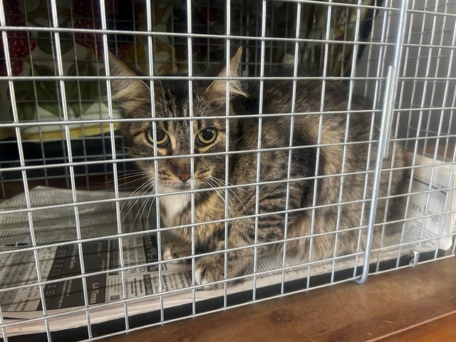 Shelter Stray Female Cat last seen Near BLOCK 20TH STREET SKYWELL PARKING, 1640 9th St, Santa Monica, CA 90404, USA