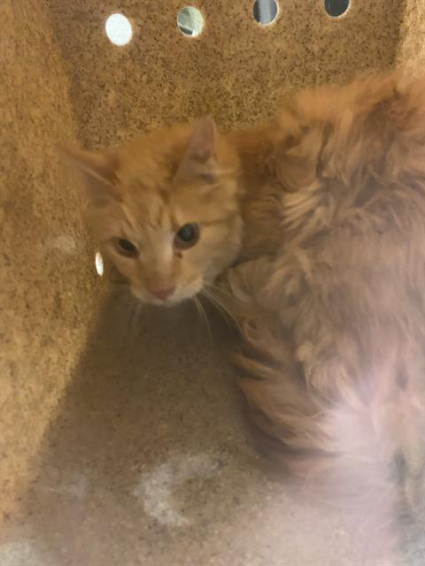 Shelter Stray Female Cat last seen Near BLOCK W 3500, 4522 W 3500 S, West Valley City, UT 84120, USA