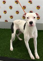 Shelter Stray Male Dog last seen OCEANIC RD/GRAND BLVD, 19640 Dogpatch Ln, Land O' Lakes, FL 34638, USA