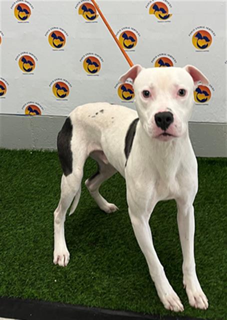 Shelter Stray Male Dog last seen OCEANIC RD/GRAND BLVD, 19640 Dogpatch Ln, Land O' Lakes, FL 34638, USA