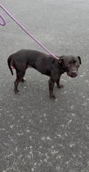 Shelter Stray Female Dog last seen STATE ST, 19640 Dogpatch Ln, Land O' Lakes, FL 34638, USA