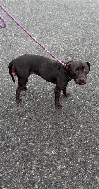 Shelter Stray Female Dog last seen STATE ST, 19640 Dogpatch Ln, Land O' Lakes, FL 34638, USA